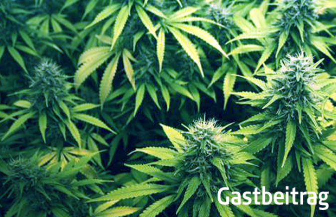 Gastbeitrag