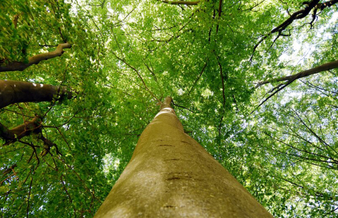 Bäume Wittelsbacher PArk on.jpg