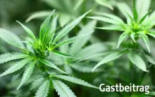 Cannabis4.jpg