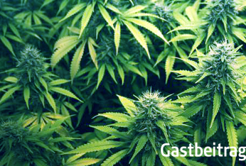 Cannabis
