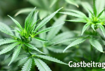 Cannabis4.jpg